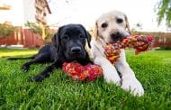 Best Rated Interactive Dog Toys 2025: Reviews + Buying Guide