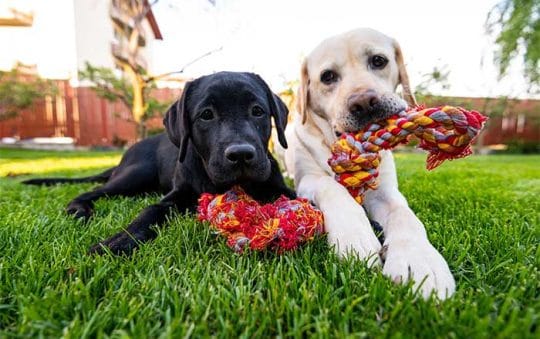 Best Rated Interactive Dog Toys 2025: Reviews + Buying Guide