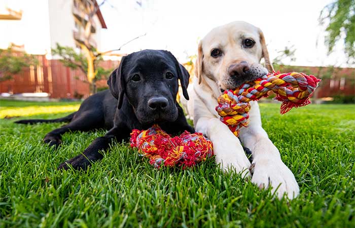 Best Rated Interactive Dog Toys 2025: Reviews + Buying Guide
