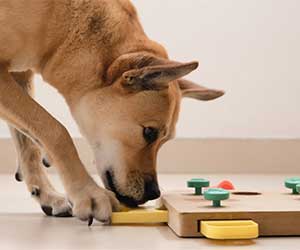 Top-Rated Interactive Dog Toys for Mental & Physical Stimulation