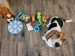 Dog with interactive toys.