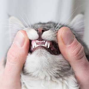 Top-Rated Dental Treats for Cats: Reviews & Buying Guide