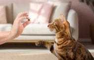 Best Rated Dental Treats For Cats 2025: Reviews + Buying Guide