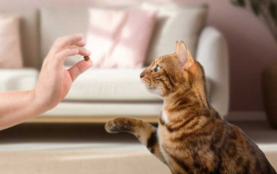 Best Rated Dental Treats For Cats 2025: Reviews + Buying Guide