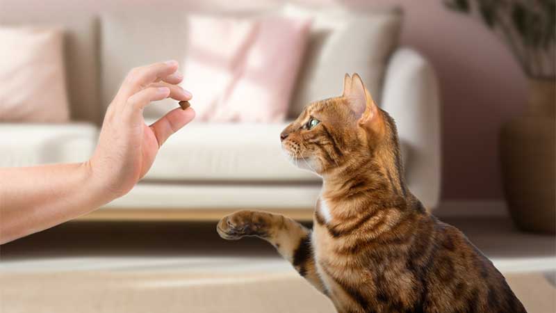 Best Rated Dental Treats For Cats 2025: Reviews + Buying Guide