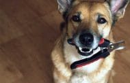 Best Rated Dog Nail Clippers 2025: Reviews + Buying Guide