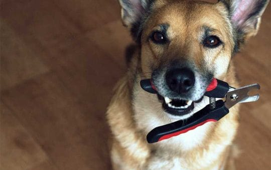 Best Rated Dog Nail Clippers 2025: Reviews + Buying Guide