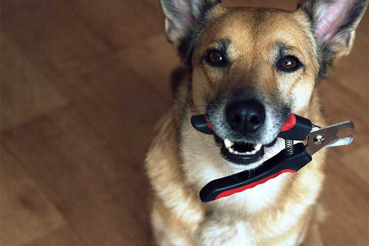 Best Rated Dog Nail Clippers 2025: Reviews + Buying Guide