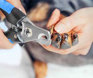 Safe Dog Nail Trimming with Best Rated Clippers