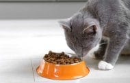 Best Rated High Fiber Cat Foods 2025: Reviews + Buying Guide