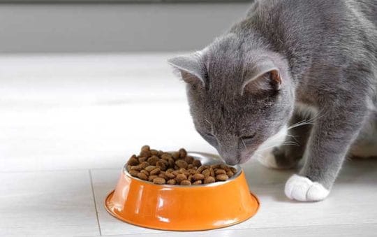 Best Rated High Fiber Cat Foods 2025: Reviews + Buying Guide