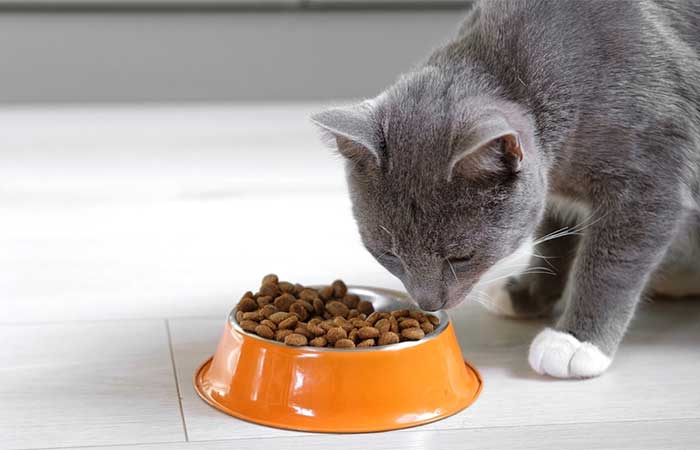 Best Rated High Fiber Cat Foods 2025: Reviews + Buying Guide