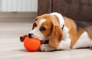 Best Rated Indestructible Dog Chew Toys 2025: Reviews + Buying Guide