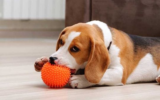 Best Rated Indestructible Dog Chew Toys 2025: Reviews + Buying Guide
