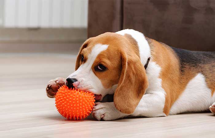 Best Rated Indestructible Dog Chew Toys 2025: Reviews + Buying Guide