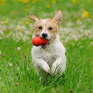 Happy Dog Playing with Indestructible Chew Toy