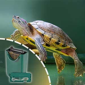 Happy Turtle Swimming in Clean Water with Best Rated Turtle Tank Filter