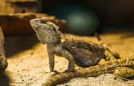 Best Rated Bearded Dragon Substrates 2025: Reviews + Buying Guide