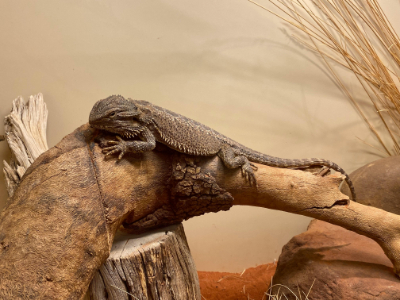 Best Rated Reptile Terrariums 2025: Reviews + Buying Guide