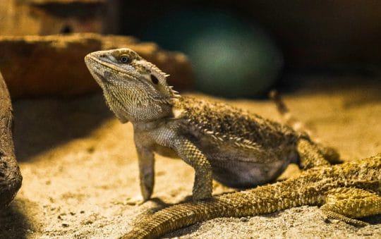 Best Rated Bearded Dragon Substrates 2025: Reviews + Buying Guide