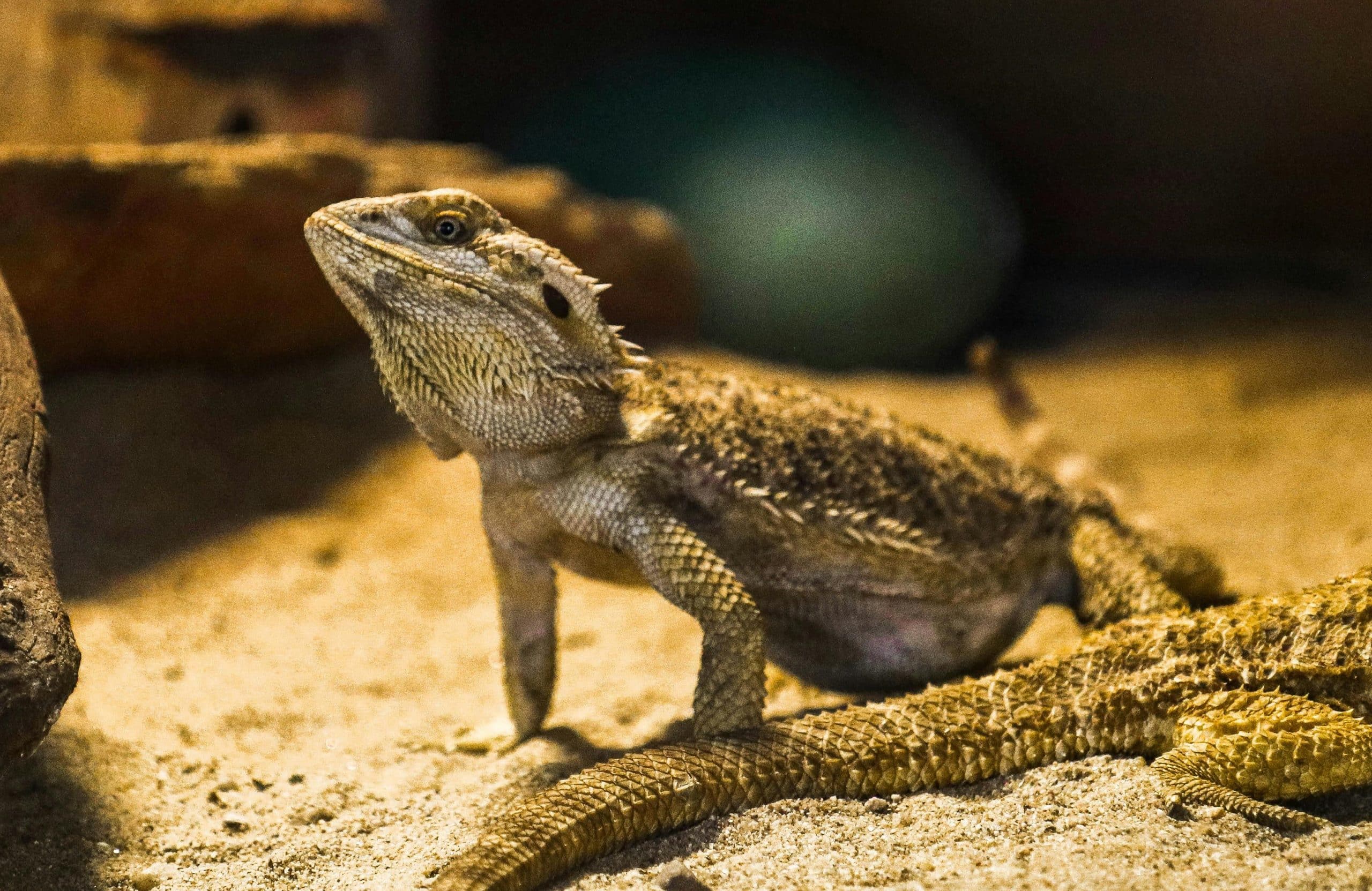 Best Rated Bearded Dragon Substrates 2025: Reviews + Buying Guide