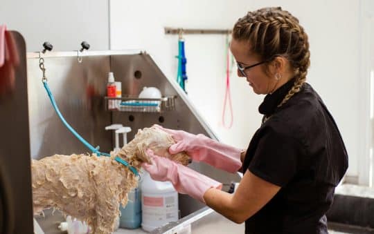 Best Rated Flea & Tick Shampoos For Dogs 2025: Reviews + Buying Guide