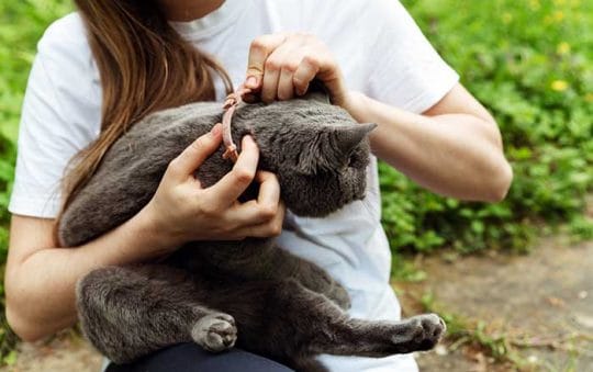Best Rated Flea And Tick Collars For Cats 2025: Reviews + Buying Guide