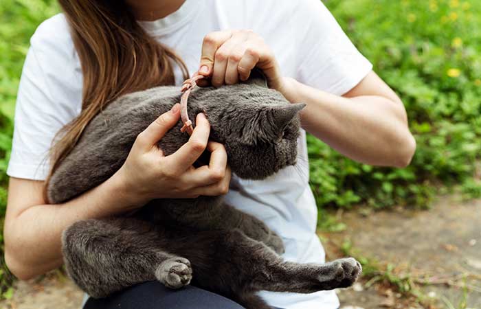 Best Rated Flea And Tick Collars For Cats 2025: Reviews + Buying Guide
