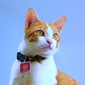 Top-Rated Flea & Tick Collars for Cats