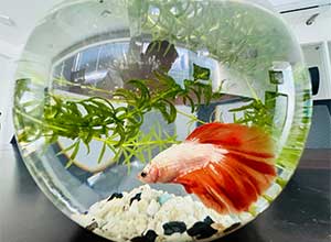 Happy Betta Fish in a Stylish Best Rated Betta Tank 