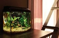 Best Rated Betta Tanks 2025: Reviews + Buying Guide