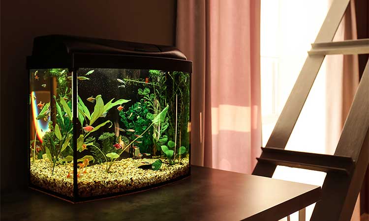 Best Rated Betta Tanks 2025: Reviews + Buying Guide