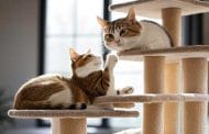 Best Rated Cat Trees 2025: Reviews + Buying Guide