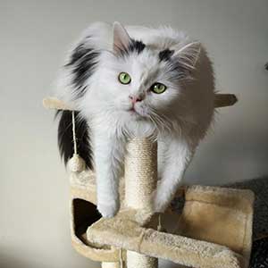 Happy Cat Playing on Best Rated Cat Tree