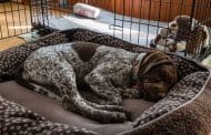 Best Rated Dog Crate Pads 2025: Reviews + Buying Guide