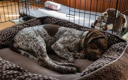 Best Rated Dog Crate Pads 2025: Reviews + Buying Guide