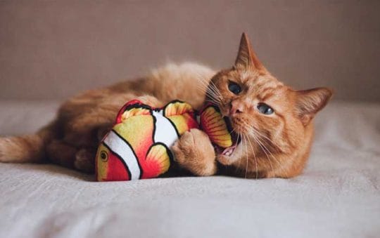 Best Rated Interactive Cat Toys 2025: Reviews + Buying Guide