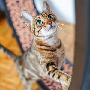 Top-Rated Interactive Cat Toys for Playful Cats