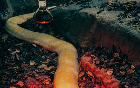 Best Rated Reptile Heat Lamps 2025: Reviews + Buying Guide