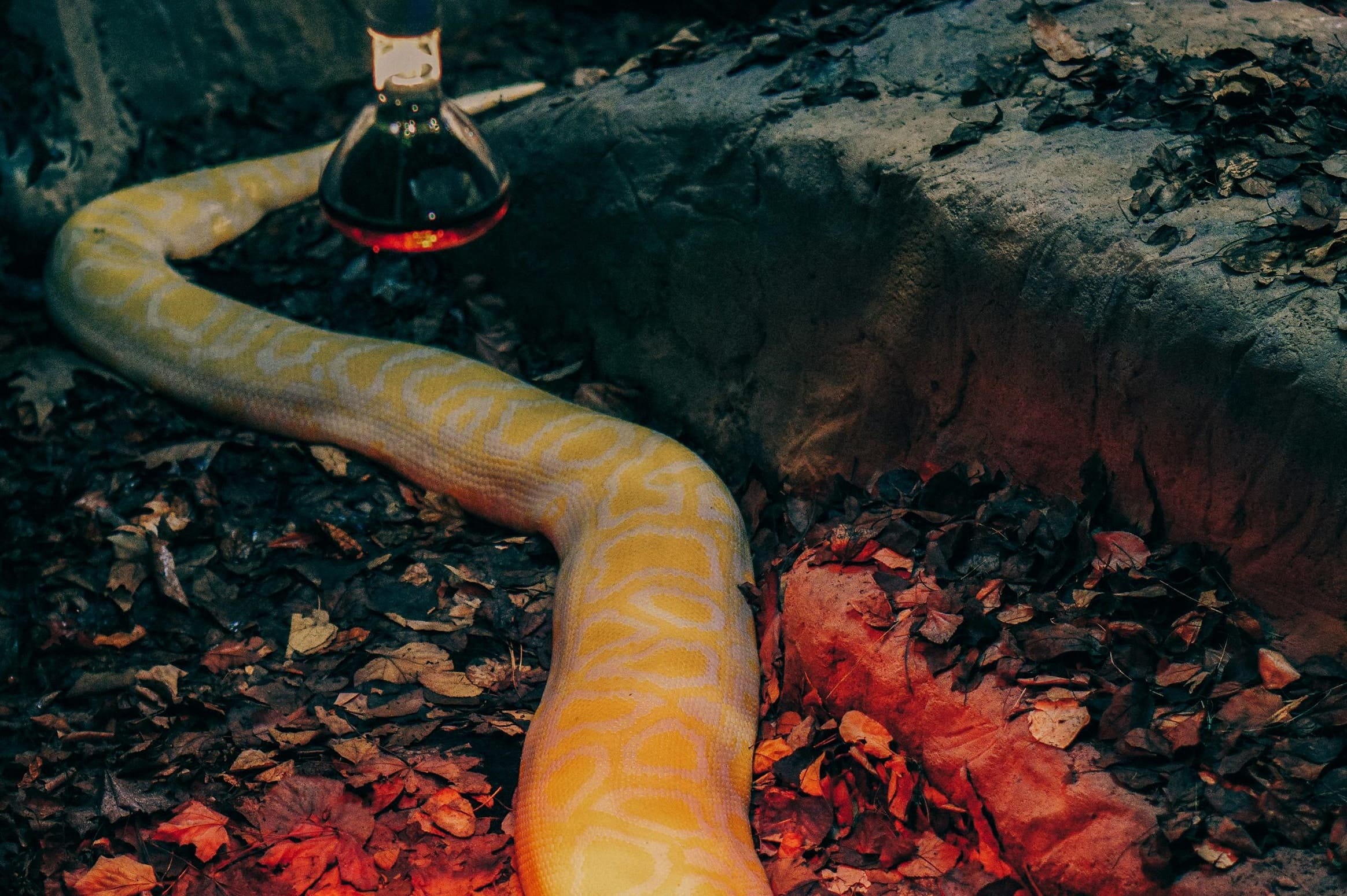 Best Rated Reptile Heat Lamps 2025: Reviews + Buying Guide