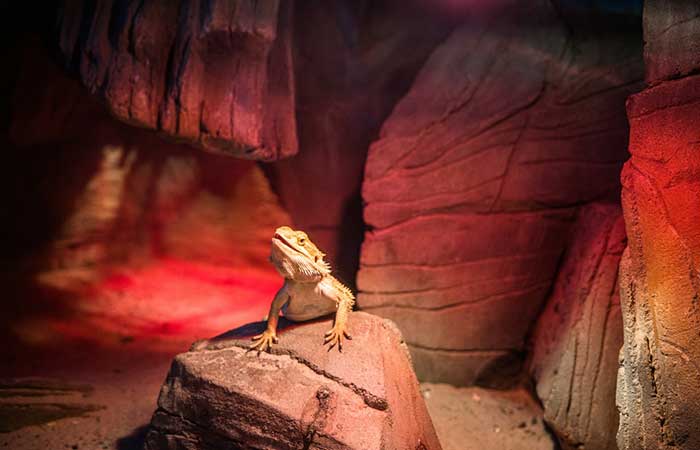 Bearded Dragon Enclosure - Creating a Multi-Level Habitat with Enrichment Opportunities