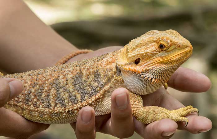 Bearded Dragon Bonding - Creating a Strong Bond with Your Bearded Dragon