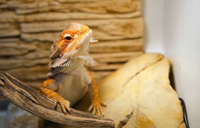 Bearded Dragon Shedding - Maintaining Proper Humidity for Healthy Shedding