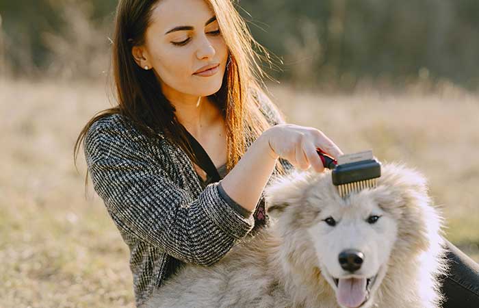 Dog being brushed.