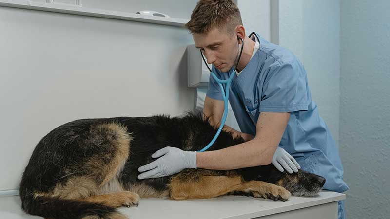 A dog getting a check-up at the vet