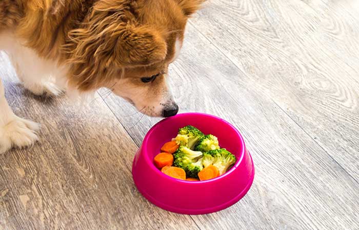 Happy dog eating healthy dog food with vegetables