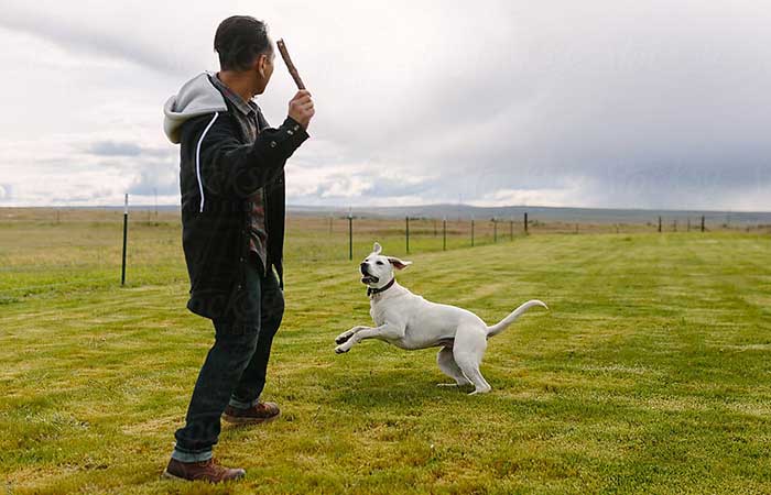 Dog playing fetch with owner
