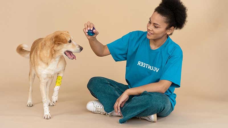 Dog playing with interactive dog toys