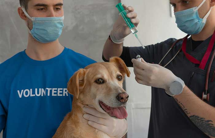 Dog getting a vaccination