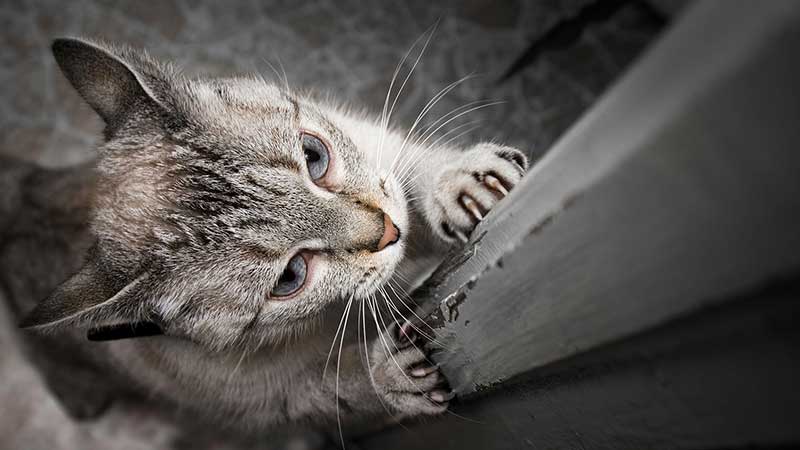 Cat Behavior - Understand Your Cat's Behavior & Improve Your Bond